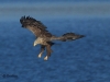 seeadler-weib-3-11-10-20120001