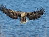 seeadler-weib-4-11-10-20120001