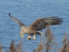 seeadler-weib-5-11-10-20120001