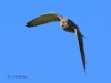 turmfalke-11-10-20120001