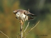 bussard-18-10-20120001