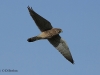 turmfalke-1-18-10-20120001