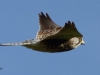 turmfalke-2-18-10-20120001