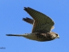 turmfalke-3-18-10-20120001