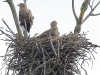 seeadler-01-11-20120001