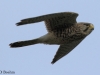 turmfalke-2-01-11-20120001