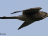 turmfalke-2-01-11-20120003