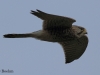 turmfalke-2-01-11-20120004