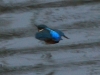 eisvogel-2-03-11-20120001