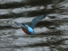 eisvogel-3-03-11-20120001