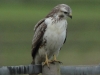 maeusebussard-1-03-11-20120001