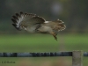 maeusebussard-2-03-11-20120001