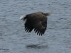 seeadler-1-03-11-20120001