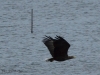 seeadler-2-03-11-20120001