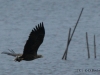 seeadler-3-03-11-20120001