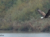 seeadler-4-03-11-20120001