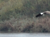 seeadler-5-03-11-20120001