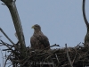 seeadler-6-03-11-20120001