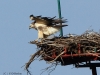 bussard-06-11-20120001