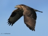 bussard-1-06-11-20120001