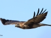 bussard-1-06-11-20120002