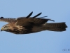 bussard-1-06-11-20120003