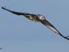 bussard-2-06-11-20120004