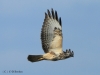 bussard-2-06-11-20120005