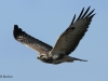 bussard-2-06-11-20120006