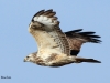 bussard-2-06-11-20120008