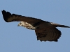 bussard-2-06-11-20120009