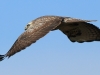 bussard-2-06-11-20120011