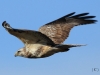 bussard-2-06-11-20120012