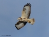 bussard-2-06-11-20120013