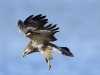 bussard-2-06-11-20120015