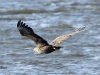 seeadler-06-11-20120001