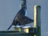 kormoran-14-11-20120001