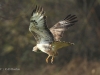 bussard-19-11-20120001