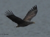 seeadler-19-11-20120001