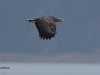 seeadler-19-11-20120003