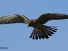 turmfalke-21-11-20120006