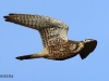 turmfalke-21-11-20120007