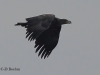 seeadler-2eskj-03-12-20120001