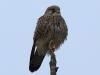 turmfalke-1-03-12-20120001