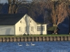 singschwan-05-12-20120001