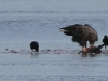 seeadler-1-07-12-20120001