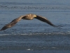 seeadler-10-07-12-20120001