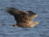 seeadler-11-07-12-20120001