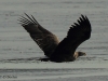 seeadler-13-07-12-20120001