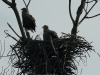 seeadler-14-07-12-20120001